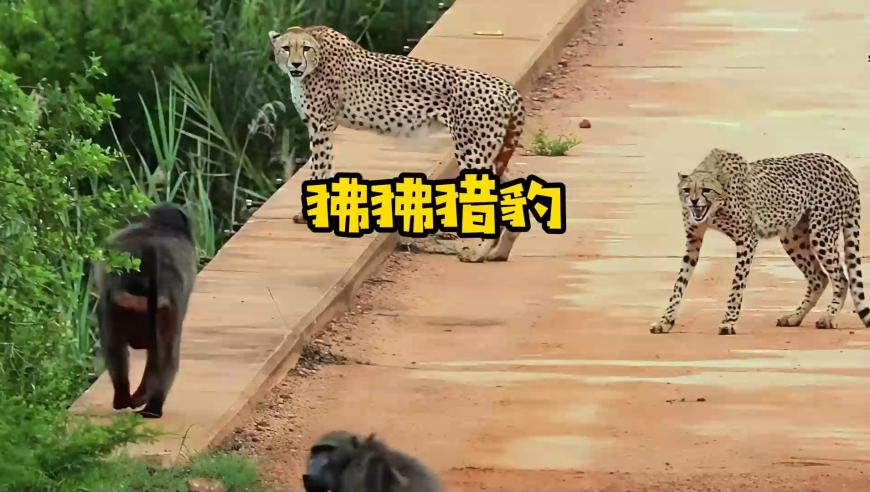 長春上空現(xiàn)煙霧狀不明飛行物、,香港最準(zhǔn)最快資料今晚澳門特馬開的什么號(hào)碼,詳細(xì)釋義解釋落實(shí)_至尊版V11.56